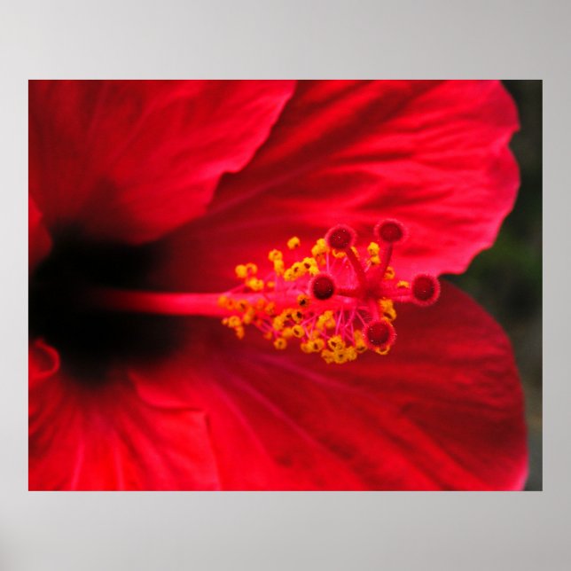 Affiche Hibiscus Rouge (Devant)