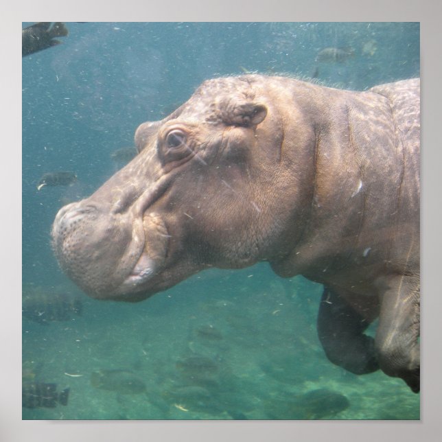 affiche hippo1 (Devant)