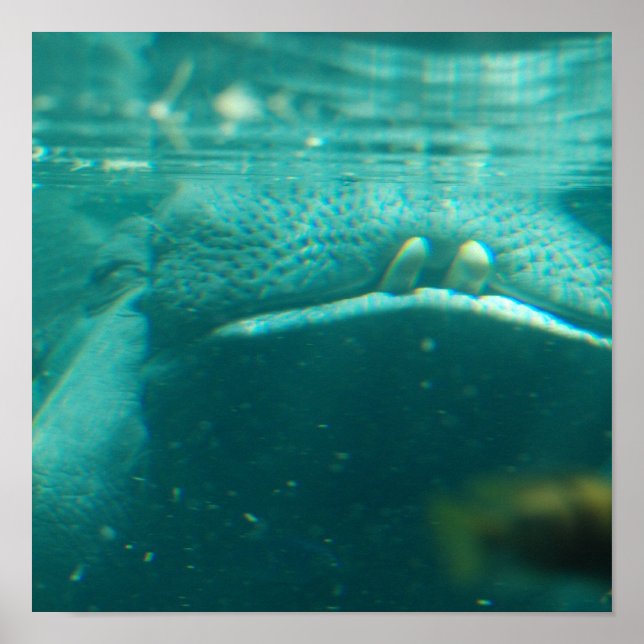 Affiche hippo souriante (Devant)