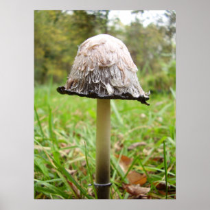 Affiche hirsute de champignon de casquette d'encre