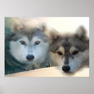 Affiche Huskies