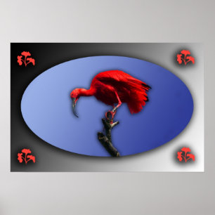Affiche Ibis rouge