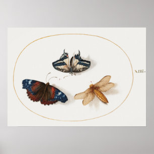 Affiche illustrant les papillons