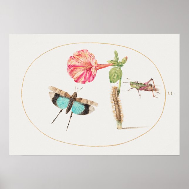 Affiche illustrant l'insecte vintage (Devant)