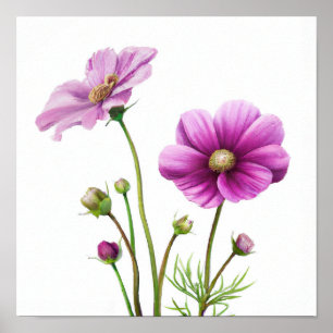 Affiche Impression Artistique de Fleurs Cosmos Vio