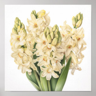 Affiche Impression d'Art de Fleur de Jacinthe Crèm