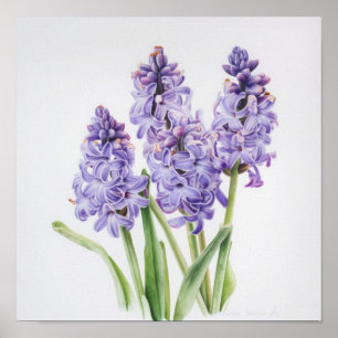 Affiche Impression d'Art de Fleur de Jacinthe Lava