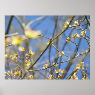 Affiche / Impression de Fleurs de Pommier - Printe