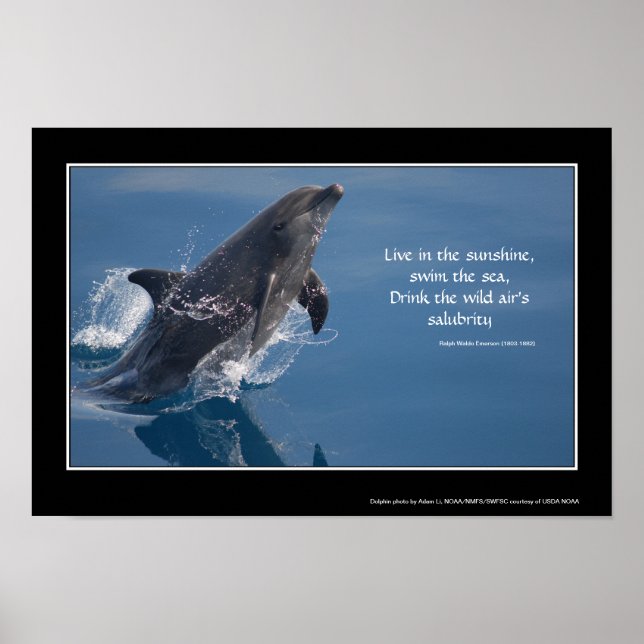 Affiche inspirante dauphin (Devant)