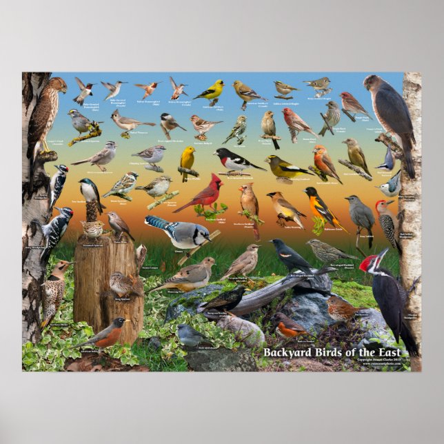 Affiche jardin Oiseaux de l'Est (Devant)