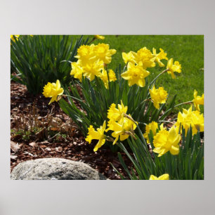 Affiche jaune de jonquilles