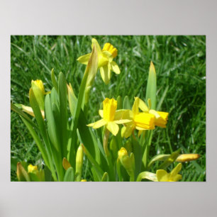 Affiche jaune de jonquilles de renoncule