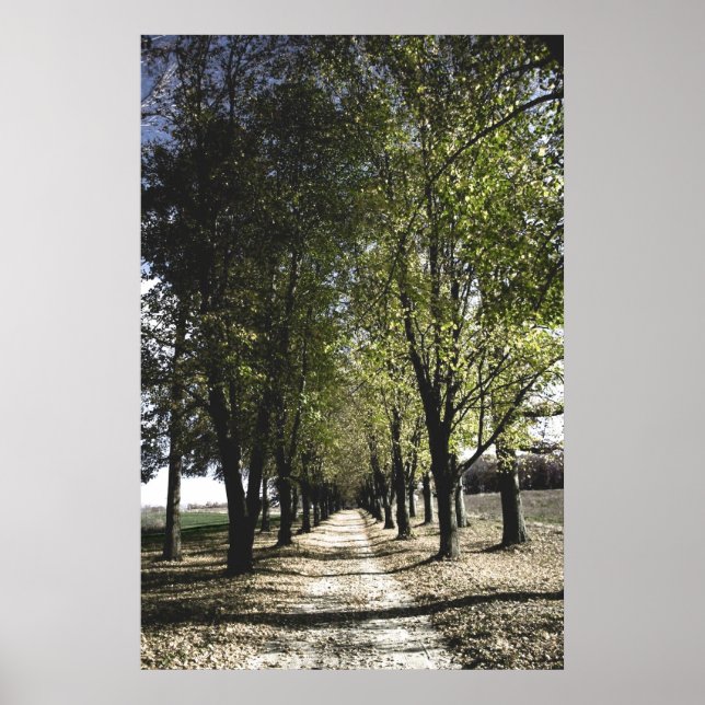 affiche jaune de la forêt (Devant)