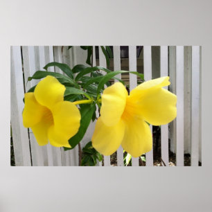 Affiche jaune de Mandevilla