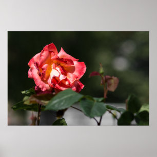 Affiche La Rose Flétrie