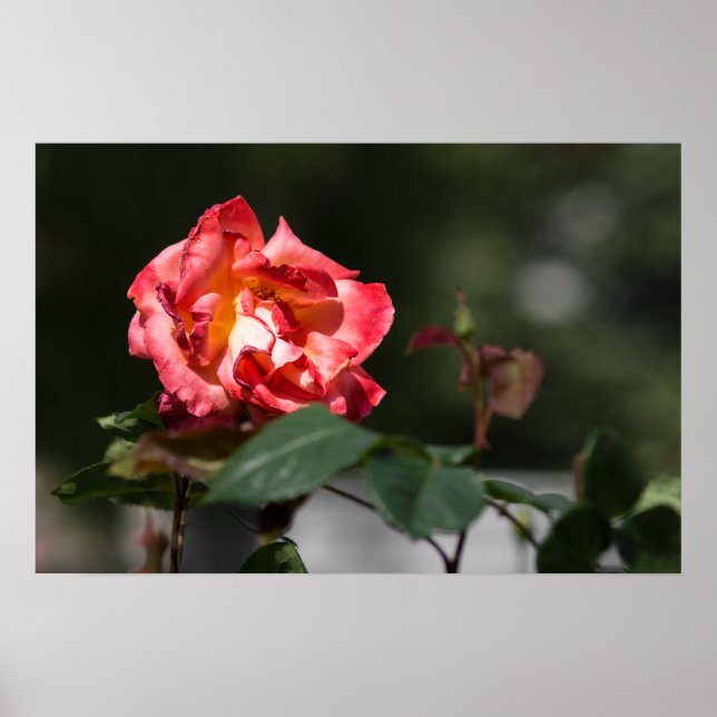 Affiche La Rose Flétrie (Devant)