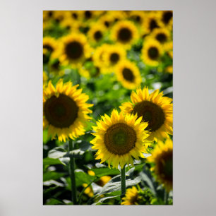 Affiche Le champ de tournesols