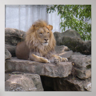 affiche lion1