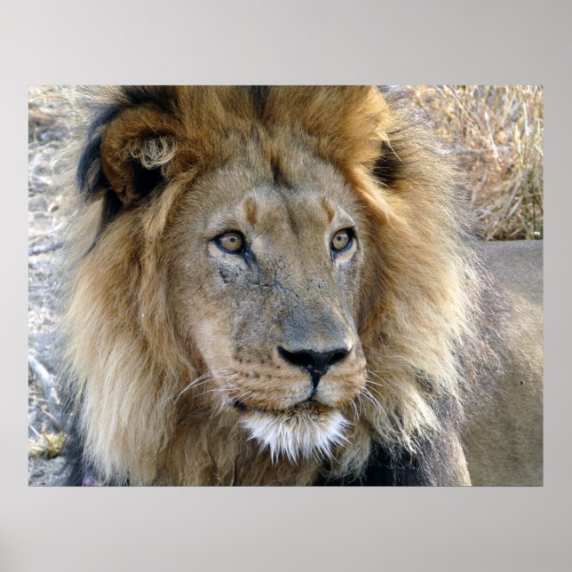 Affiche Lion Mâle (Devant)
