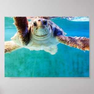 Affiche Loggerhead #4
