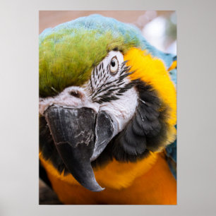 Affiche Macaw Close-Up