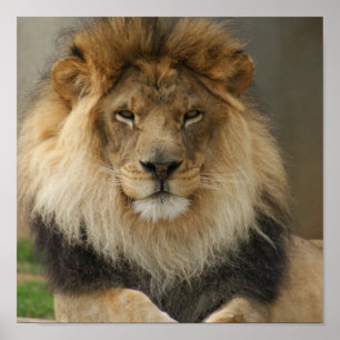 AFFICHE MAJESTUEUSE DE LION