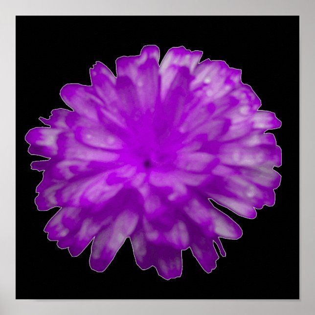 Affiche Marigold Violet (Devant)