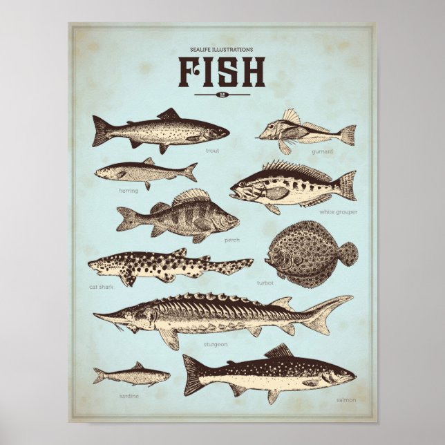 Affiche marine rétro avec différentes sortes de po (Devant)