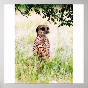 Affiche Meercheetah