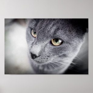 Affiche mignonne de chat