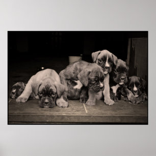 Affiche mignonne de chiots de boxeur