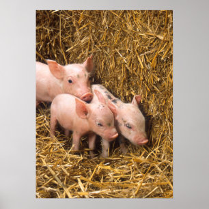 Affiche mignonne de porcs