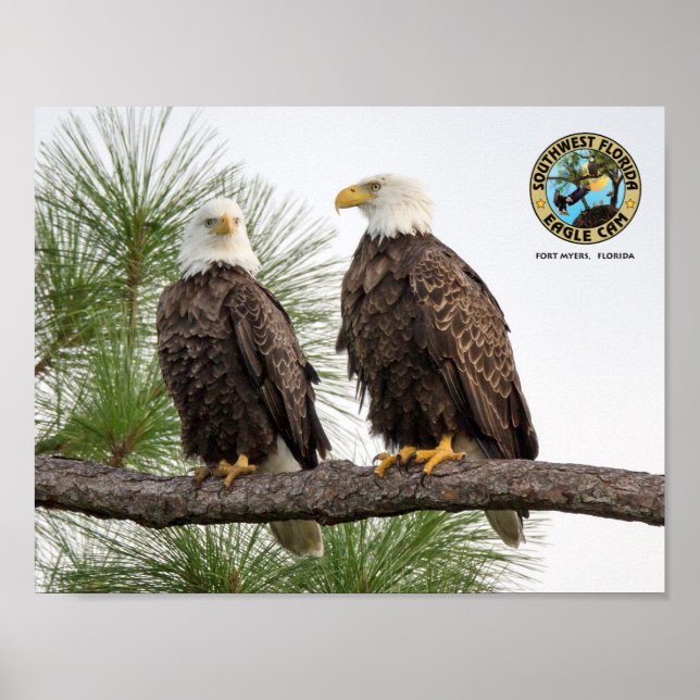 Affiche murale de l'aigle SWFL (Devant)