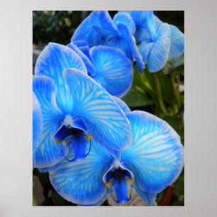 Affiche mystique bleue d'orchidées