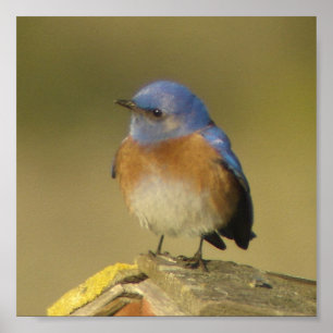 Affiche occidentale de l'oiseau bleu 2
