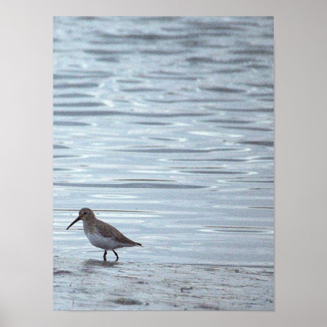 Affiche Oiseau sur la Plage (Devant)