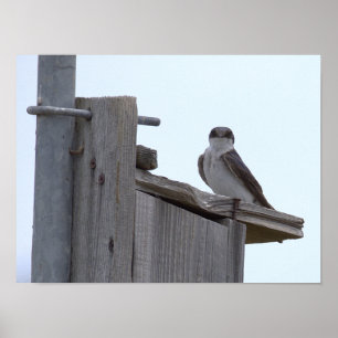 Affiche Oiseau sur Niche à Oiseaux
