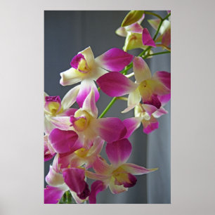 Affiche Orchidées violettes Imprimer