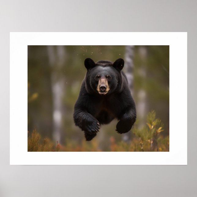 Affiche Ours Yellowstone  (Devant)