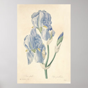 Affiche pâle d'iris
