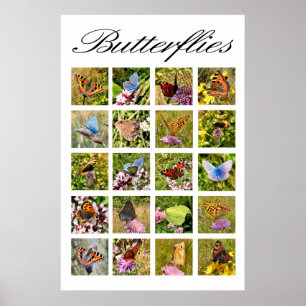 Affiche papillon