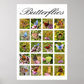 Affiche papillon