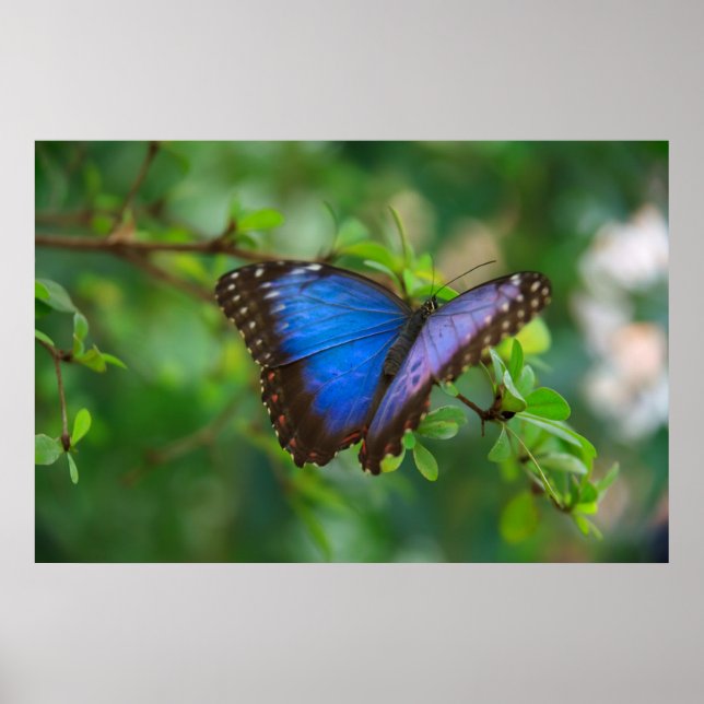 Affiche Papillon Bleu (Devant)