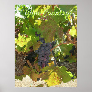 Affiche - Pays vinicole