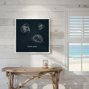 Affiche pédagogique sur Aurelia aurita