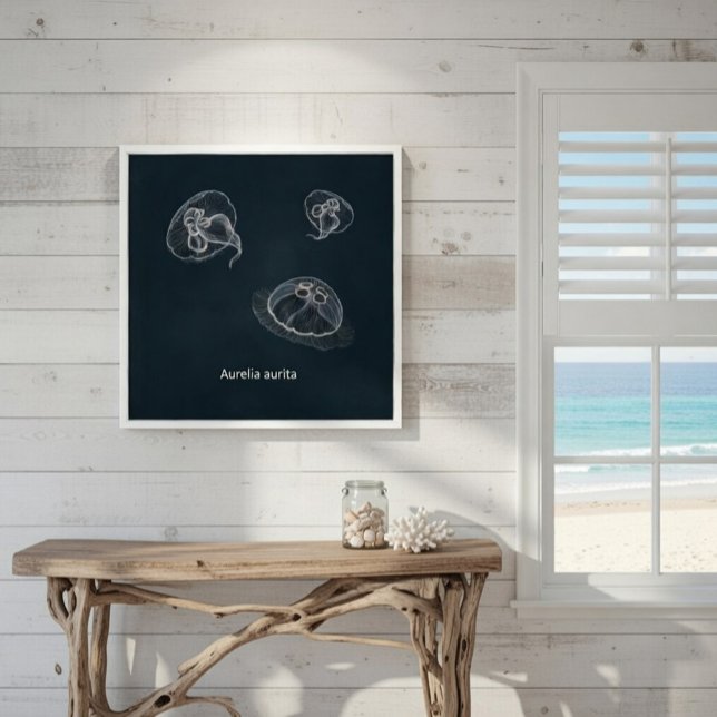 Affiche pédagogique sur Aurelia aurita (Créateur téléchargé)