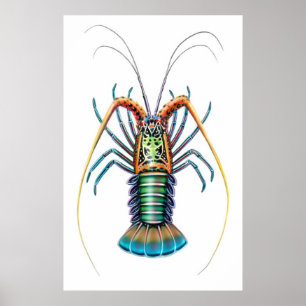 Affiche peinte de langouste