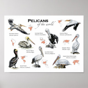 affiche pélicans du monde