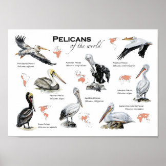affiche pélicans du monde