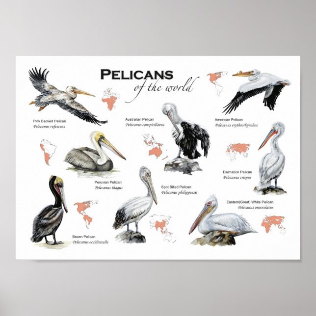 affiche pélicans du monde (Devant)